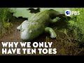 The Evolutionary Journey of Tetrapods from Water to Land