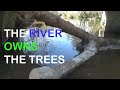 The River Owns The Trees