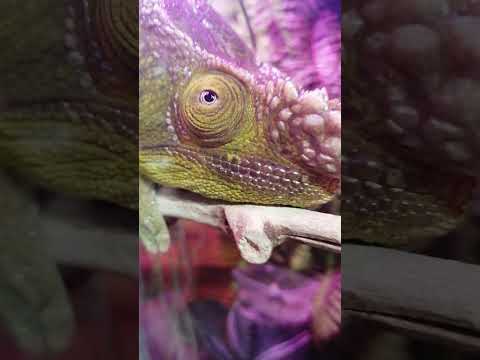 Хамелеон из Мадагаскара. Chameleon from Madagascar