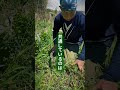 土を再生する草　3選