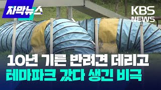 [자막뉴스] 10년 기른 반려견 데리고 국내 최대 반려견 테마파크 갔다가 생긴 비극 / KBS 2023.07.08.