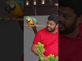 Martin Solveig &amp; Dragonette Hello 👻 || GV Sri Raj || Blue Gold Macaw Parrot