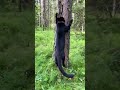 Panther Jump 🐆 black leopard jump 😈