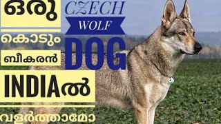 CZECHOSLOVAKIAN WOLF DOG ഒരു കിടിലൻ Guard Dog