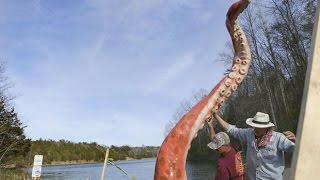 Guinness World Record...The biggest octopus of the world..,may be bigger than your house