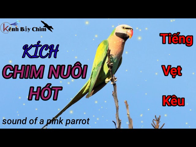 Tiếng Vẹt, Két Kêu (  Parrot Voice)- Dùng Kích Chim Nuôi Và Chim Mồi Hót  - Kênh Bẫy Chim class=