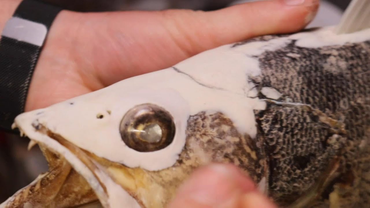 FISH TAXIDERMY SKIN Mount; Walleye Rebuild