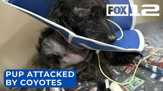 Dog recovering after coyote attack in SE Portland