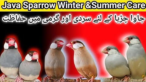 Java Bird Summer and Winter Care | Java bird Winter Care | Java sparrow winter Season Care