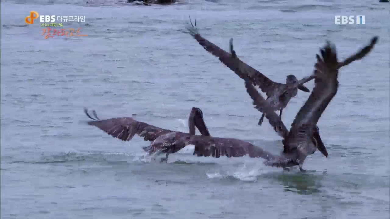 바다거북 크기 EBS 다큐프라임 - Docuprime_진화와 공존의 섬 갈라파고스 (혼돈의 바다)_#002