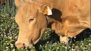 Real cow moo mooing sound and video/Remix of Animal sounds/#cow #cowvideos #sapi #cebu #india #inek