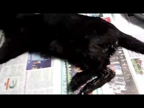 Video: Darah Dalam Rawatan Urin - Kucing