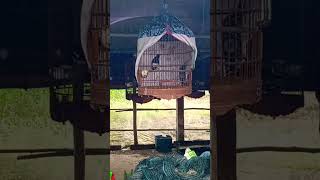 Chòe than hót múa xòe #truongkinam #choe #thinhhanh #birds #choethan #shortvideo #chimcanh