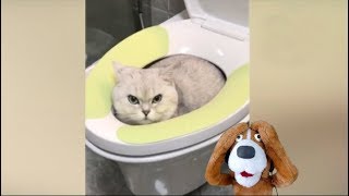 Animais engraçados - Cães e gatos engraçados