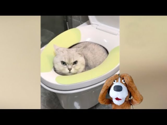 Os Gatos mais ENGRAÇADOS da INTERNET parte 1 Tente não rir! . . . #gat