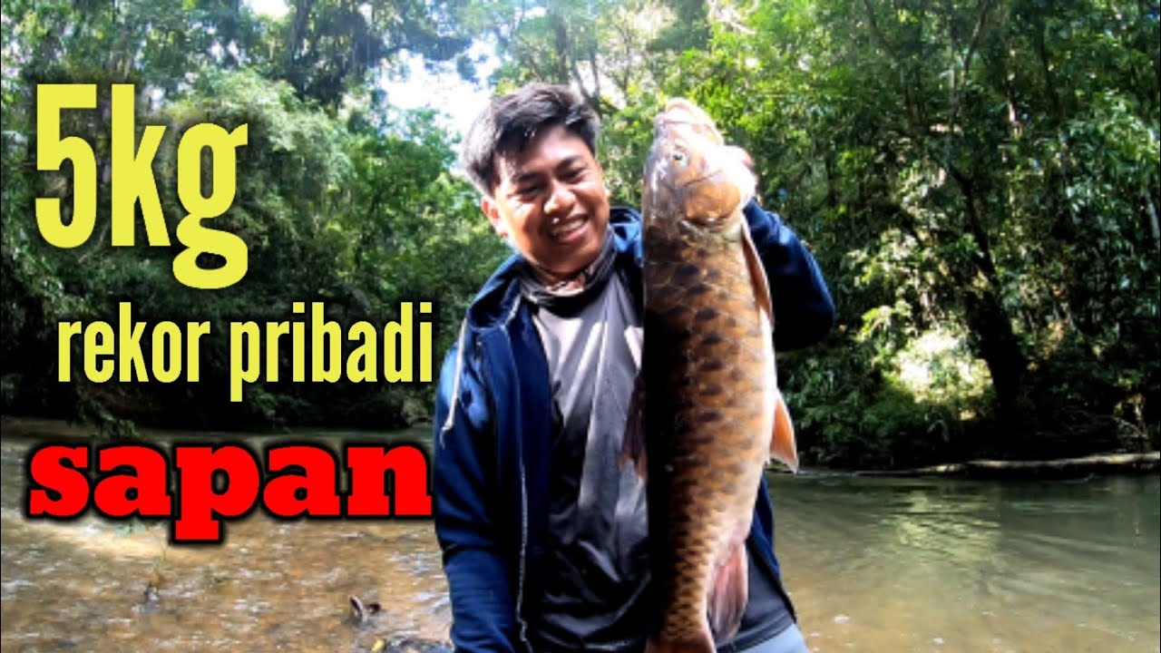 Big mahseer/sapan Kalimantan ‼️ casting ikan mahseer
