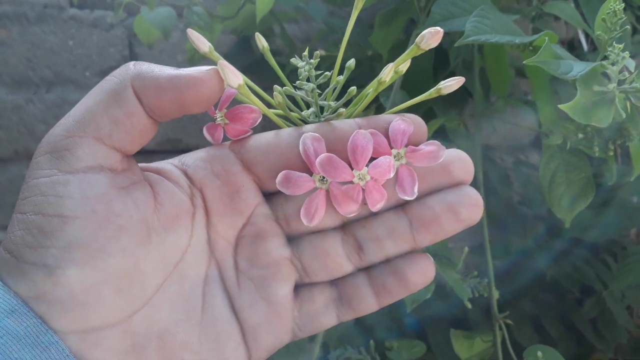 Jhumka  BAIL Flower VIDEO -  Rangoon Creeper - Plant JHUMKA BAIL (جھمکا بیل) in shah ahad garden