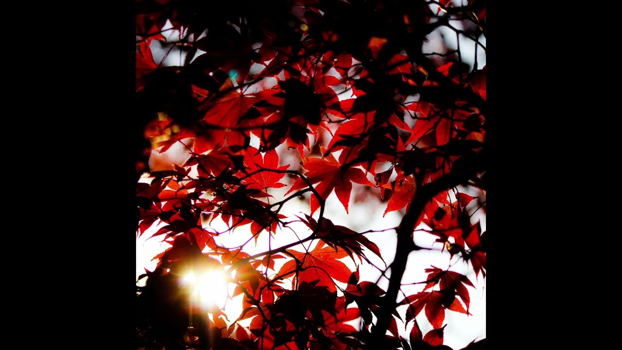 Lovewillsaveus - AI wo Komete...  (Japanese Post Black Metal)