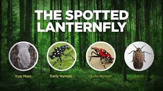 Businesses can help stop the spotted lanternfly.