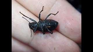 Tenebrionidae Hunting! (Field Herping)