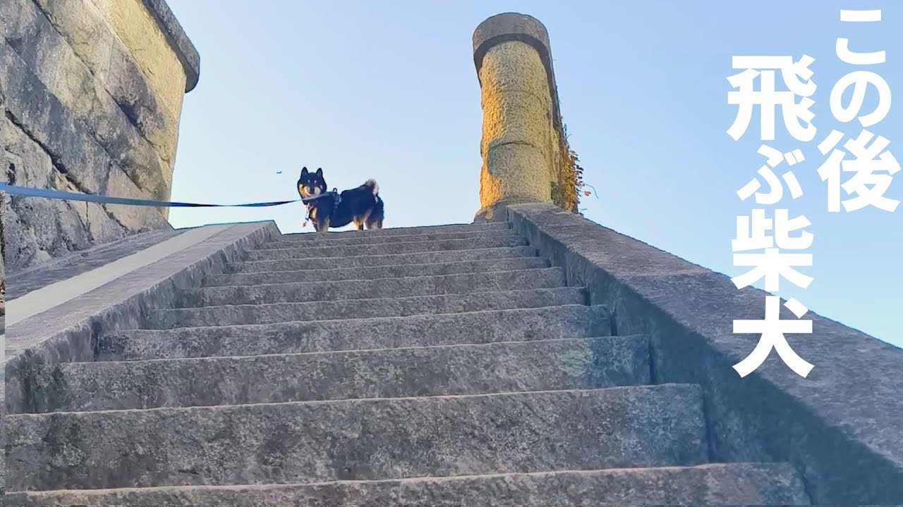 140mの断崖絶壁を登った柴犬【黒柴犬】【豆柴】【shiba inu】
