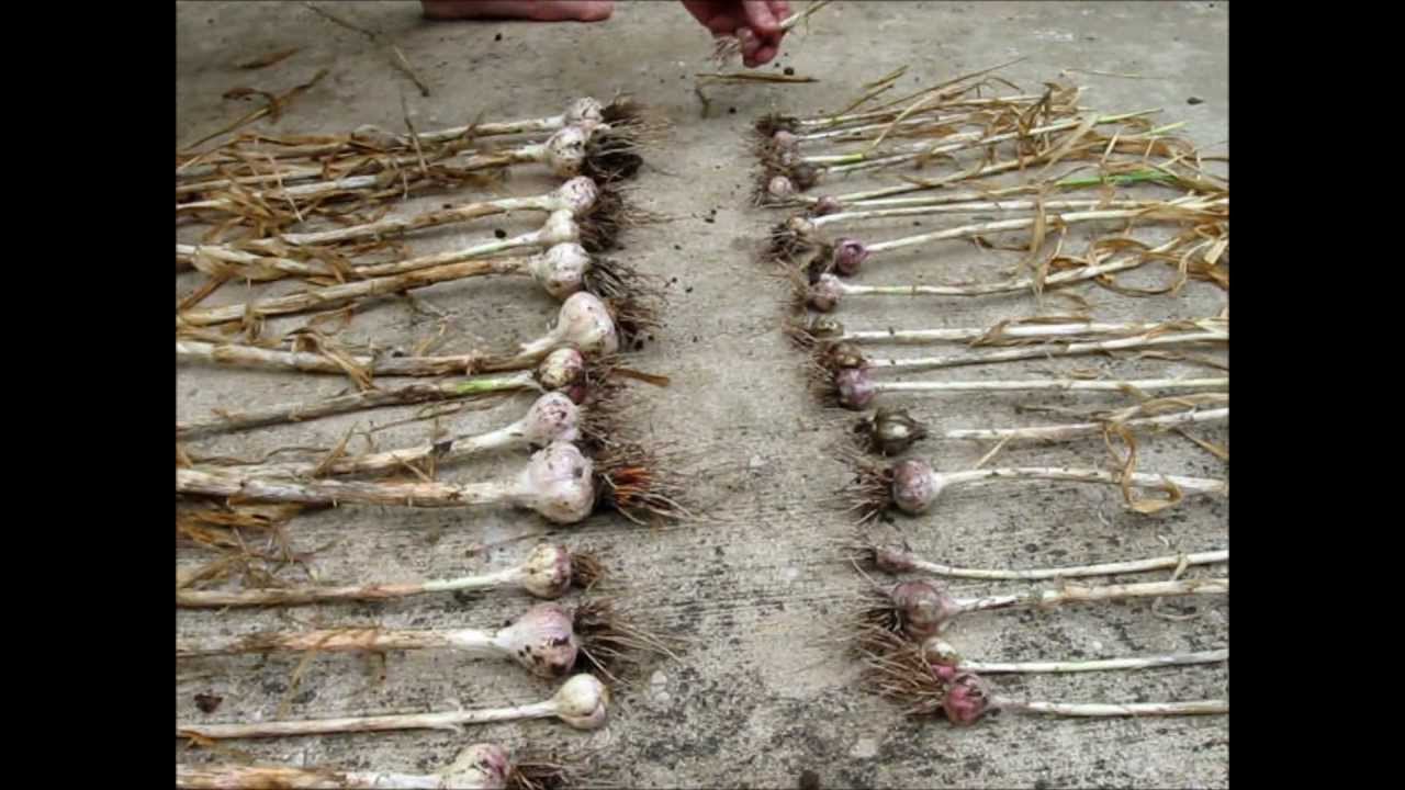 Second Garlic Harvest Spanish And Romanian YouTube