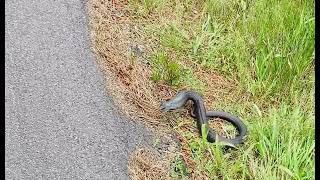 Snake wants road toad