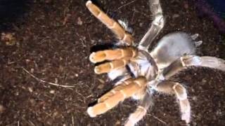 Pelinobius muticus stridulating