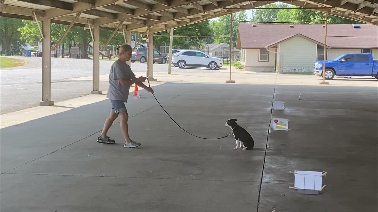 luigi-akc-beginner-novice-virtual-obedience-bnv-3-3-rd-run-youtube