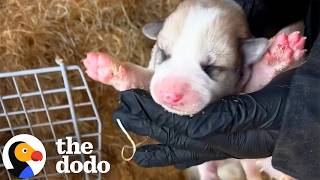 mama dog leads rescuers her puppies including one born green