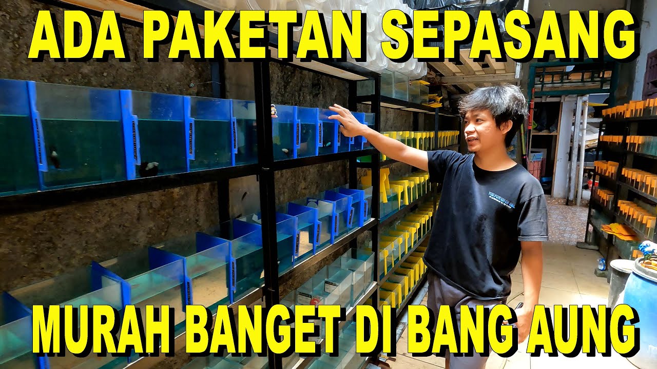 ADA PAKETAN CUPANG SEPASANG MURAH DARI BANG AUNG