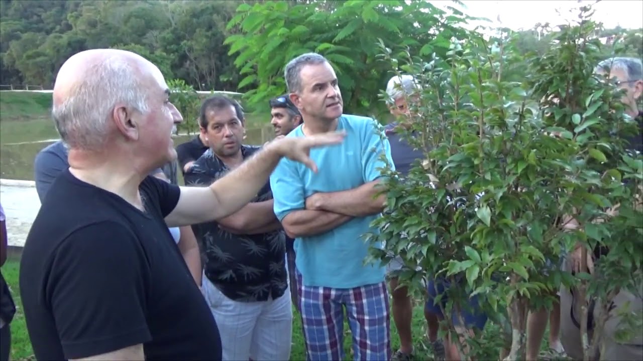 1221 ) -  PODA DE ÁRVORES FRUTIFERAS – MAIRINQUE – SÃO PAULO