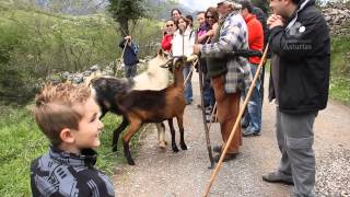 Rutas con mucho gusto en Asturias: Ruta del Quesu y la Sidra