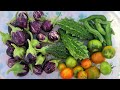 ஆர்கானிக் காய்கறிகள் நீங்களும் அறுவடை  செய்யலாம் |Organic Fresh Vegetables |Jakkamma LATHA