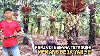 Senangnya Panen Sawit Di Malaysia Tidak Banyak Peraturan Tapi Gajinya Lumayan