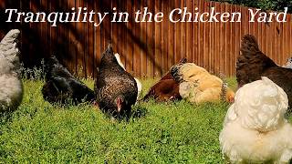 The Simple Beauty of Chickens Foraging