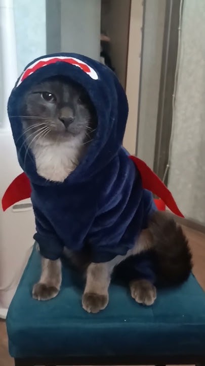 Кот в костюме акулы #приколы #cat #котики #котик #shorts - YouTube