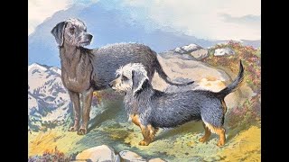 Border Terriers, Lakeland Terriers, Bedlington And Dandie Dinmont Terriers