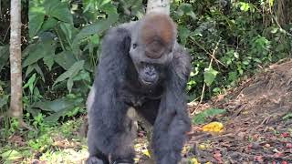 Western Lowland Gorilla (Kebu) eating