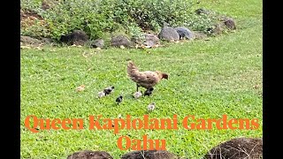 Introduction to Queen Kapiolani Gardens Oahu
