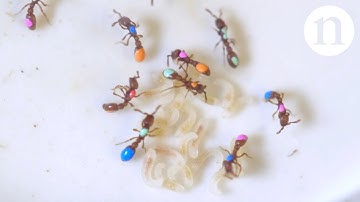 Inside the ant lab: Mutants and social genes