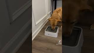 The Lumoleaf water bowl is great for dogs that drink too fast.