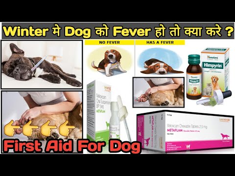 fever in dogs || winter dog fever solution || fever symptoms || dog fever treatment || first aid dog