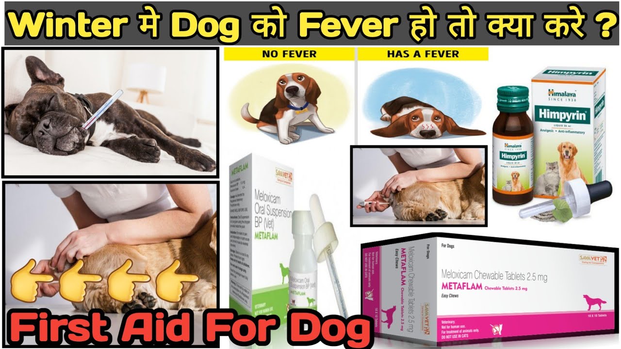 how to treat dog fever at home