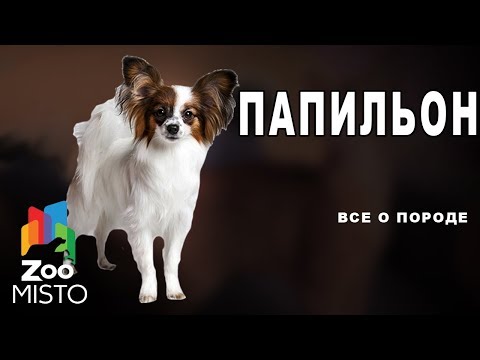 Папильон - Все о породе собаки | Собака породы папильон