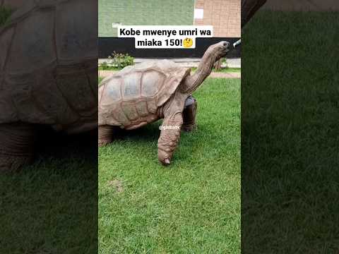 Video: Maisha ya kasa. Umri wa kobe. Ukubwa wa turtle