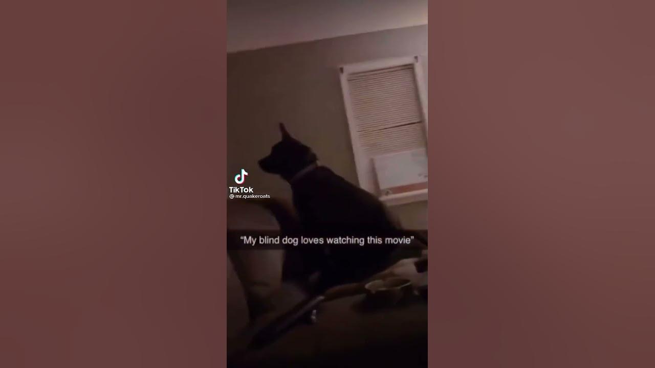 My Blind Dog Loves Watching This Movie My blind dog loves watching this movie - YouTube