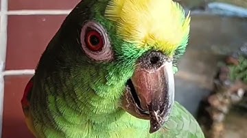 📖🦜 “El Loro que Descubrió el Versículo del Amor” 🦜✨