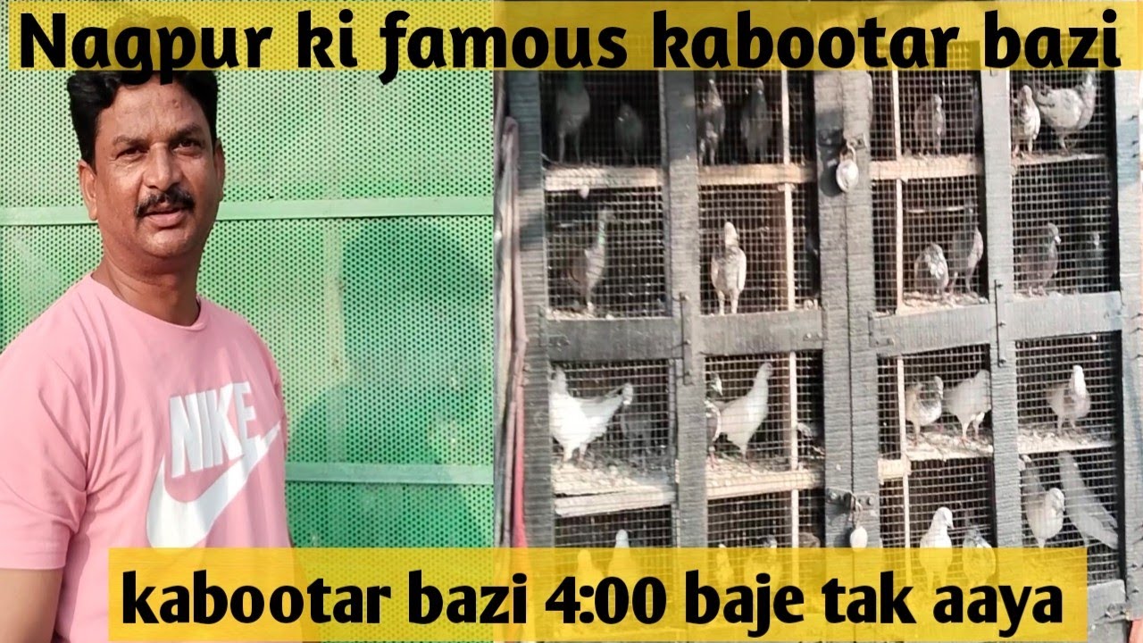 Nagpur ki famous kabootar bazi kabootar 4:00 baje tak aaya Ashfaque pigeons 🫡