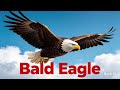 Philippine Eagle  VS Balb Eagle 